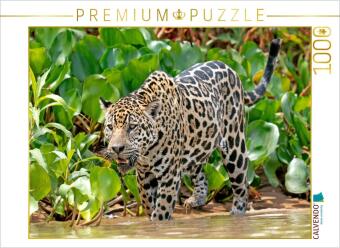 CALVENDO Puzzle Jaguar auf der Pirsch | 1000 Teile Lege-Größe 64x48cm Foto-Puzzle für glückliche Stunden: Jaguar (Panthera onca), Amazonas, Südamerika