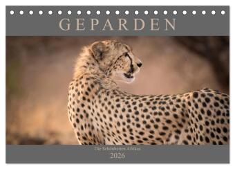 Geparden - Die Schönheiten Afrikas (Tischkalender 2026 DIN A5 quer), CALVENDO Monatskalender: Die Schönheiten Afrikas - Geparden Fotografiert von Markus Pavlowsky