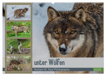 unter Wölfen (Wandkalender 2026 DIN A2 quer), CALVENDO Monatskalender: Wölfe ein Jahr mit der Kamera begleitet