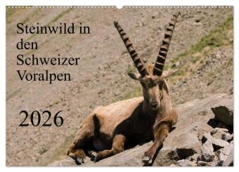 Steinwild in den Schweizer Voralpen (Wandkalender 2026 DIN A2 quer), CALVENDO Monatskalender: Besuchen Sie die Steinböcke am Pilatus.